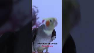 Living With Cockatiels Expectation, VS Reality