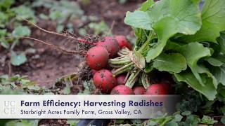 Farm Efficiency: Harvesting Radishes