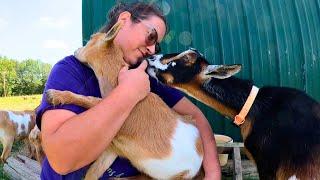 Just When I Thought I Had It All Figured Out (we lost a goat) | Dairy Goat VLOG