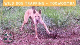 Wild Dog Trapping in the Suburbs of Toowoomba, SE Qld