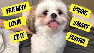 10 Reasons Why You Should Get a Shih Tzu | Chase the Shih Tzu