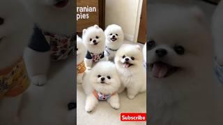 Cute baby teacup puppy #cute #toys #baby #cutebaby #cuteanimal #pets #cutedog #pomeranian #trending