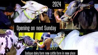 Biggest 4 ox of SDF 2024 | Kolkata cow 2024 @TheHomeofGoruLovers