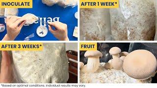 Upgraded Uncle Ben’s Tek for Growing Mushrooms | Benny Boy’s Tek Mushroom Grain Bag How to Guide