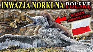 Zabija Nasze Ptaki, Ryby, Gryzonie - NORKA Amerykańska Podbija Polskę