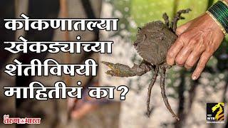 Mangrove crab farming in konkan | mangrove crab | mangrove | कोकणातील खेकड्यांची शेती  | MahaMTB