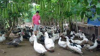 Make Money in Raising Muscovy Ducks, Reasons why it's good to invest in Muscovy Duck Farming!