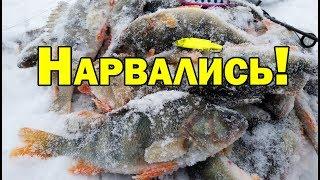 ЗИМНЯЯ Рыбалка. с НОЧЕВКОЙ. Ратлин. Виб. Vib. Не первый лед.Окунь  со льда.