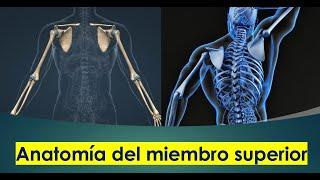 Anatomía del Miembro Superior (Extremidad Superior o brazo)