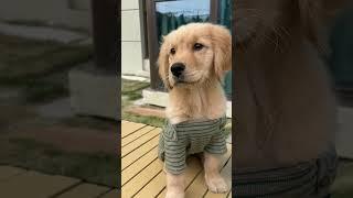 Baby boo Meet my adorable golden retriever  Coco the Retriever ️ #shorts #viralshort #trending