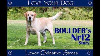 BOULDERS Nrf2 Activation Story with Protandim