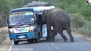 Elephant trouble with vehicles and elephant fight while sharing food.गाड़ियों में हाथी से परेशानी, ख