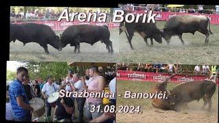 Borbe bikova, mz. Stražbenica - Banovići. Arena Borik:  31.08. 2024.