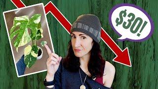 Rare Plant Prices Plummet: What's Happening + Future of Rare Houseplants