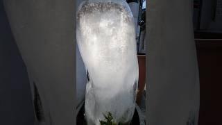 화분에 꽃과 함께 세워진 신기한 얼음 덩어리와 구멍안에 고여있는 물.