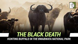 The Black Death - Hunting Buffalo in the Bwabwata National Park/Namibia