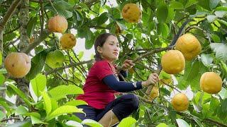 Harvesting Sour Ear fruit (Rare Fruit) Go to the market to sell  - Lý Thị Hoa