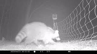 Raccoon meets electric fence