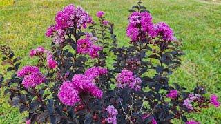 Crape Myrtle Black Diamond 'Purely Purple'