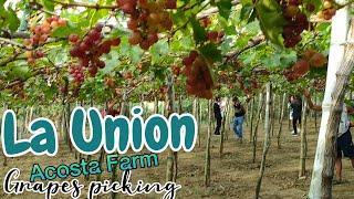 GRAPES FARM | VINEYARD of Bauang,La Union province