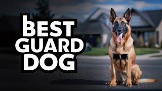 What Makes Belgian Malinois THE BEST Protection Dog Breed?