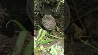 Эту находку я искал всю жизнь!!! Лесной коп с #metaldetecting #xp #коп #coin #клад