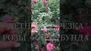ЛЕТНЯЯ ОБРЕЗКА РОЗЫ ФЛОРИБУНДА. #иринанаумова # #цветы #дача #здоровыерозы #сад #розы #розывсаду