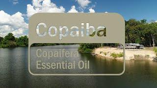 Learn About the Benefits of doTERRA Copaiba Essential Oil