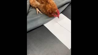 Why does the chicken end up like this? #shortvideos #facts #amazingfacts