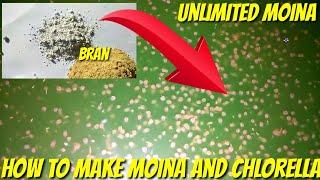 FOR BREEDER - HOW TO SIMPLY MAKE MOINA AND CHLORELLA FOR BETTA