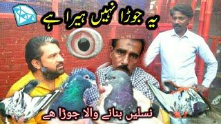 YE JORA NHI HEERA H || POLA G PIGEON CLUB