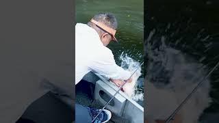 BIG Peacock Bass on Topwater!