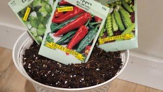 Fast and easy to pre-germinate your seeds !!