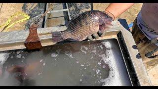 8/29/24 DOUBLE STOCKING THIS WEEK - IMPERIAL CATFISH & BIG TILAPIA AT SANTA ANA RIVER LAKES