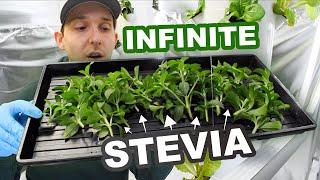 How to Grow Stevia Plant Clones In Rockwool | 3 Easy Steps