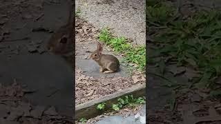 Small Wild Bunny Update