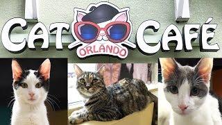 Orlando Cat Café Tour in Clermont, Florida - Adorable (Adoptable) Cats and Coffee!