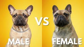 Male Vs Female French Bulldog: 10 Differences Between Them