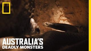 The World's Deadliest Snake | Australia's Deadly Monsters