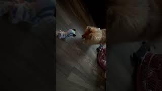 Pom scared of halloween toy