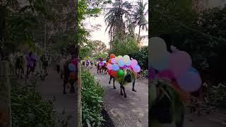 mattu pongal celebration #jallikattukalai #jallikattu #maatupongal #villagelife #pongal