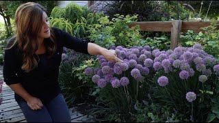 An Amazing Summer Bloomer! 'Serendipity' Allium 