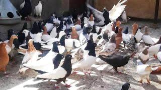 И кто их так разрисовывает⁉️ Иранские голуби г. Мешхед, Иран | Kaftar Mashad | کبوترهای ایرانی