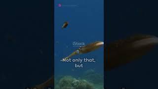 Squid : The Ocean's Mysterious Creature! #DigiCyclopedia  #shorts #shortvideo