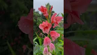 Pink & Red Gladiolus