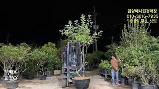 농업법인(주) 담양예나원 25년 6월 14일 토요일 조경수 정원수 특수목 소재목 실시간경매 라이브방송