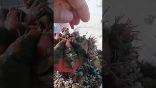 harvesting seed pod 