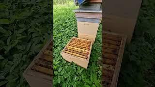 Сетка для прополиса работает ? #прополис #пчеловодство #пчёлы #пасека #beekeeper #bee #beekeeping