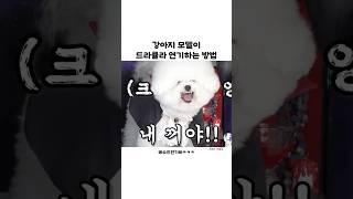 강아지 모델이 드라큘라 연기하는 방법ㅋㅋ #shorts #강아지 #웃긴영상