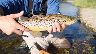 Fly Fishing For Beautiful Brown Trout In Montana